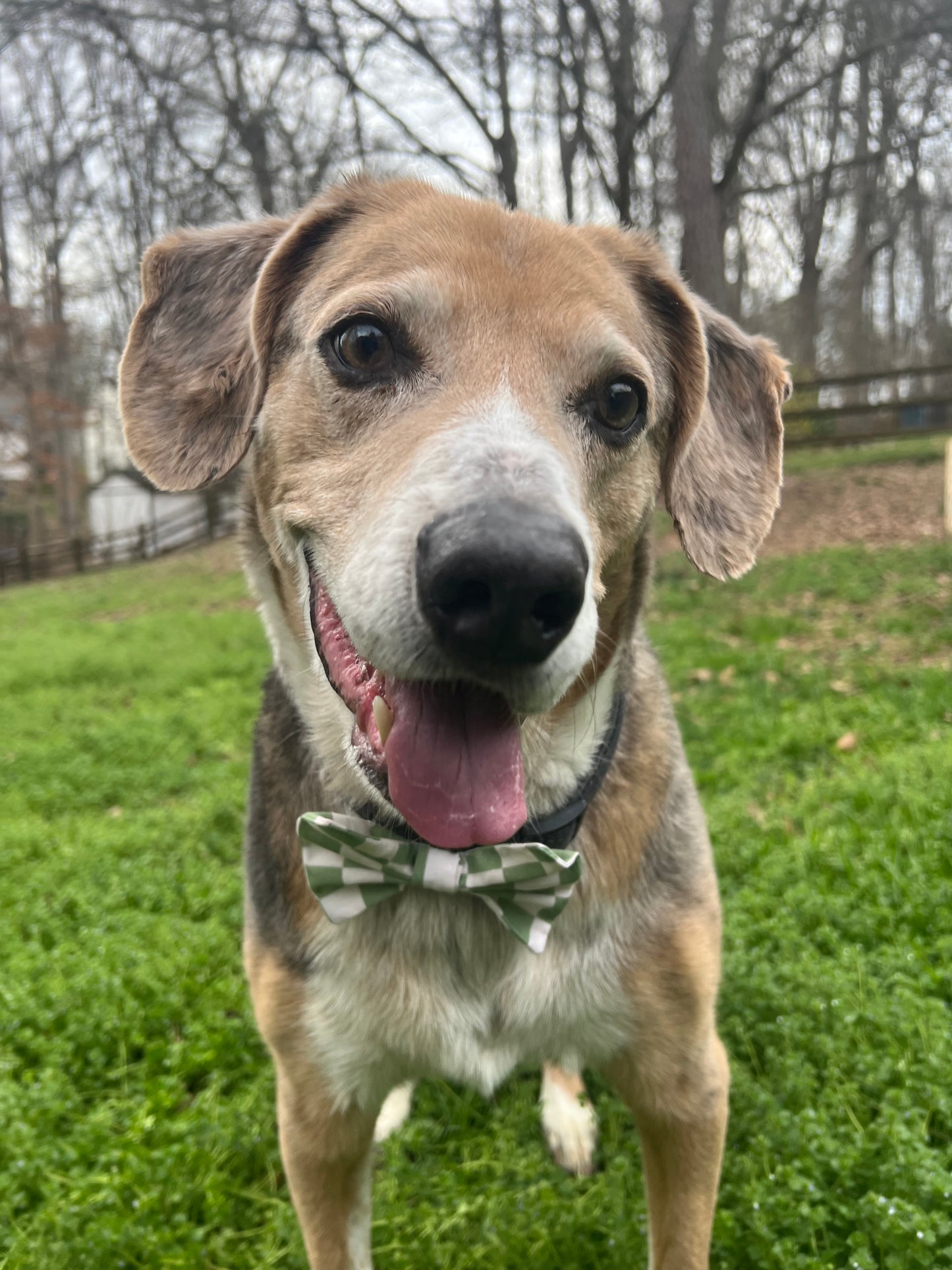 Green Checkered Bandana & Bow tie