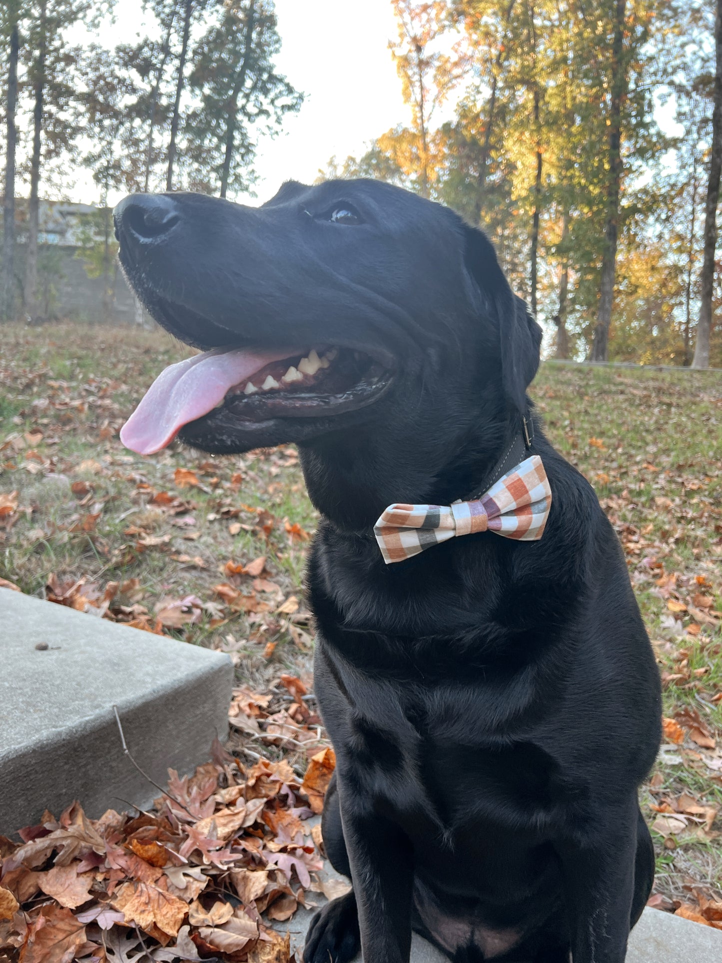 Thanksgiving Plaid Bow tie