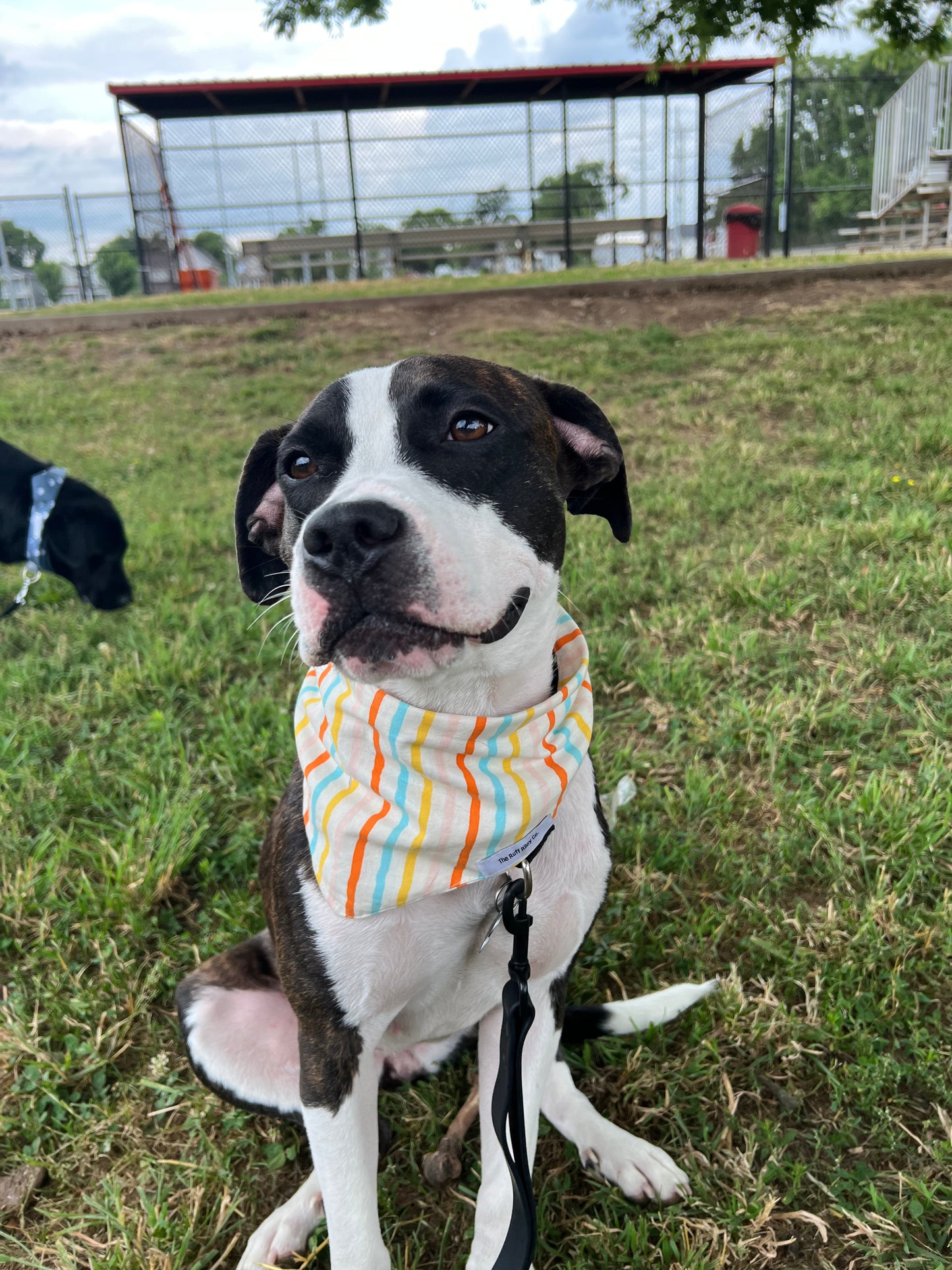 Summer Stripes Bandana