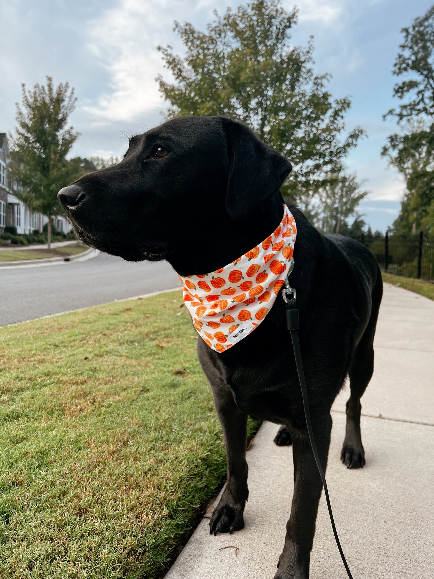 Great Pumpkin Bandana