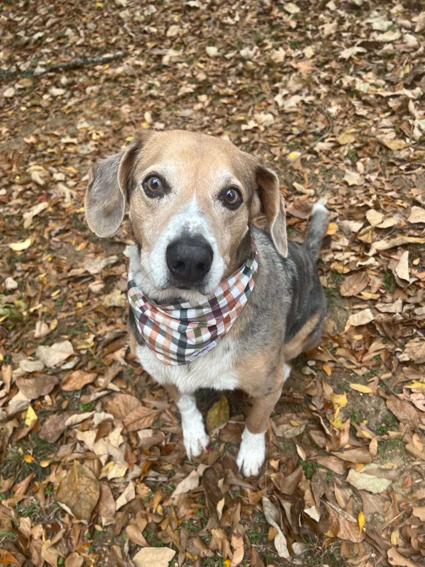 Thanksgiving Plaid Bandana