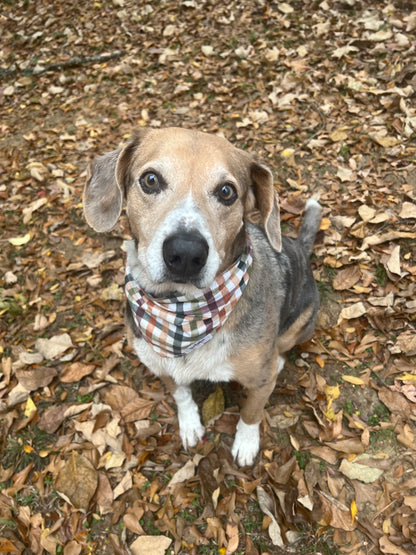 Thanksgiving Plaid Bandana