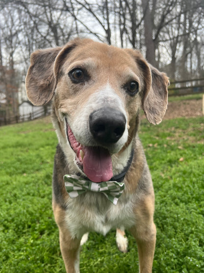 Green Checkered Bandana & Bow tie