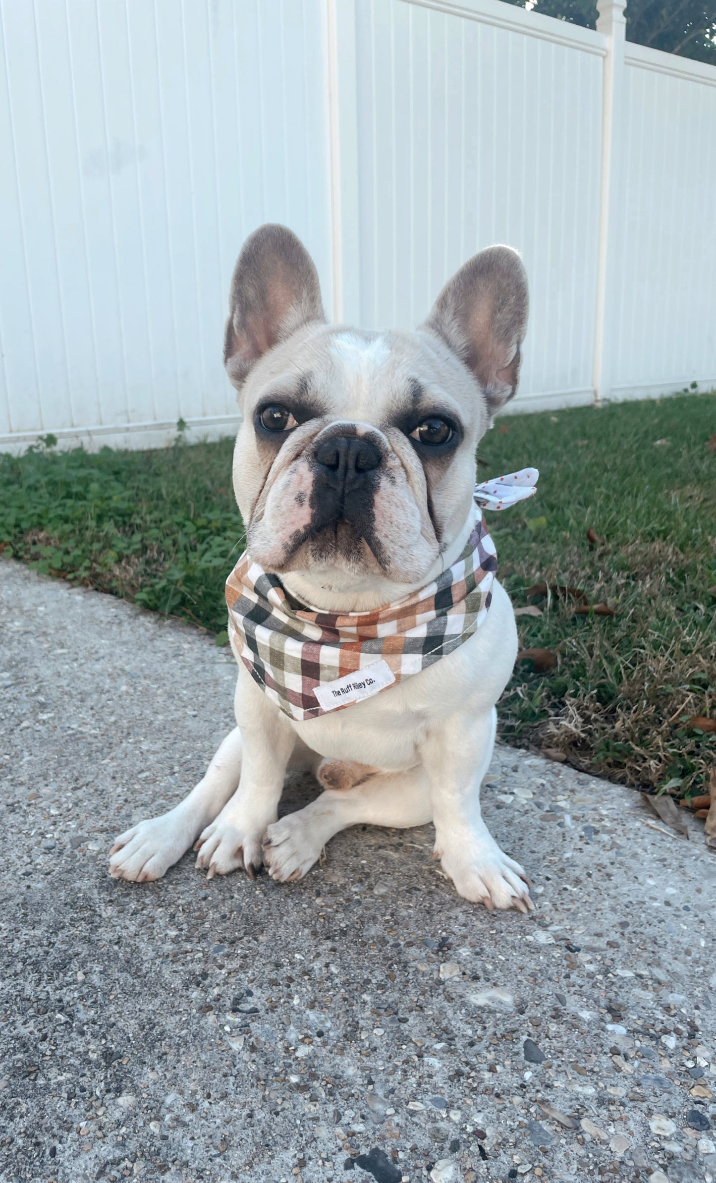 Thanksgiving Plaid Bandana