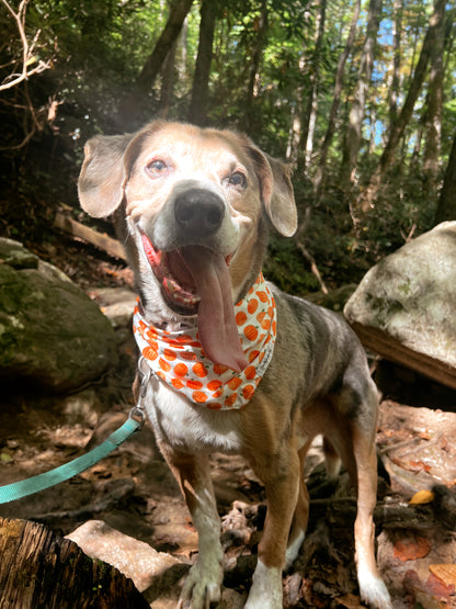 Great Pumpkin Bandana